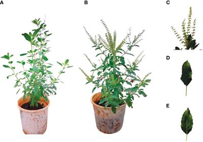 Response of some mango-infesting fruit flies to aqueous solutions of the basil plant Ocimum tenuiflorum L
